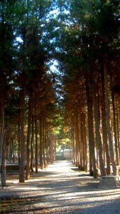 Garden of Pine - West of Omar Khayyam Tomb - Nishapur 07