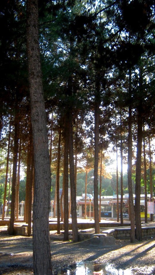 Garden of Pine - West of Omar Khayyam Tomb - Nishapur 03