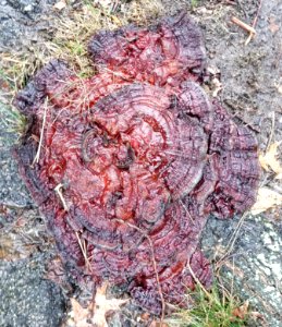 Fungus - Arlington, Massachusetts