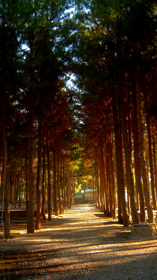Garden of Pine - West of Omar Khayyam Tomb - Nishapur 09