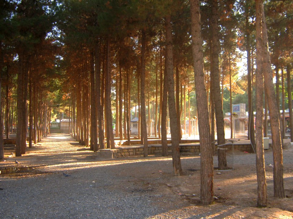 Garden of Pine - West of Omar Khayyam Tomb - Nishapur 01