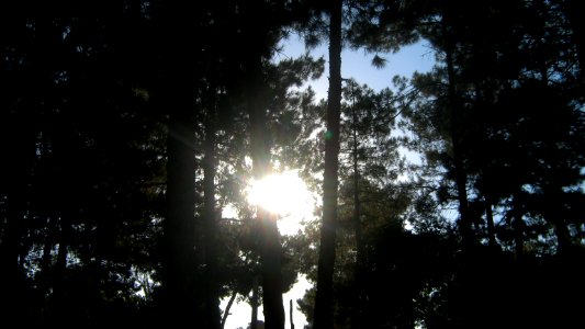 Garden of Pine - West of Omar Khayyam Tomb - Nishapur 14