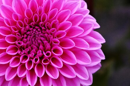 Asteraceae flower garden ornamental flower
