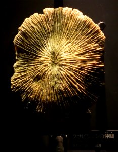 Fungia sp. - National Museum of Nature and Science, Tokyo - DSC07681