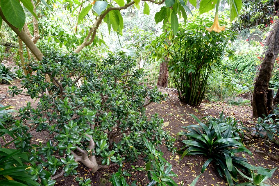 Garden beside Filbert Steps - San Francisco, CA - DSC04691