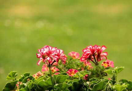 Balcony flowerpot red photo