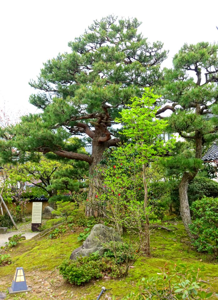 Garden - Takada Family Residence - Kanazawa, Japan - DSC00531
