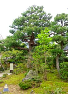 Garden - Takada Family Residence - Kanazawa, Japan - DSC00531