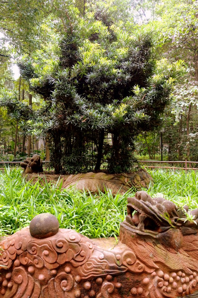 Garden - Wenshu Monastery - Chengdu, China - DSC05160