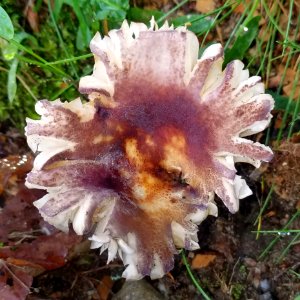 Fungus - Arlington, MA - 03