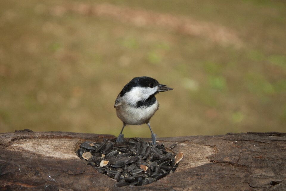 Carolina songbird bird feeder photo