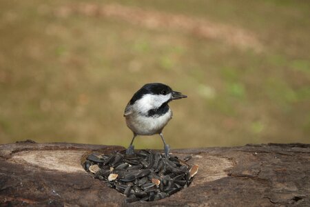 Carolina songbird bird feeder photo