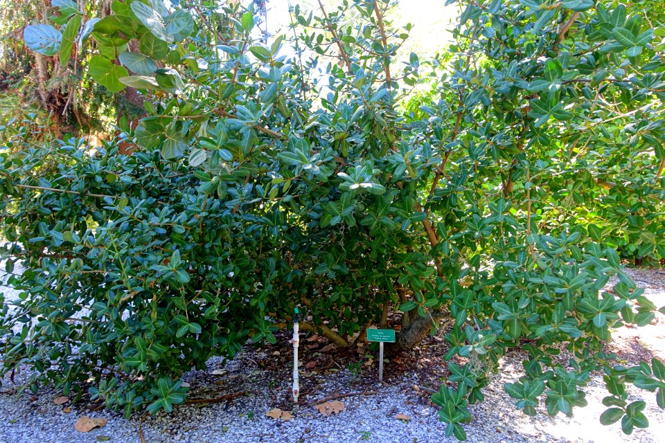 Garcinia livingstonei - Sarasota Jungle Gardens - Sarasota, Florida - DSC01990