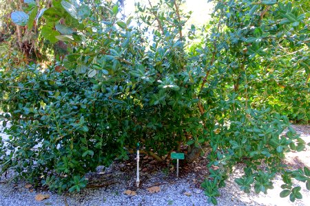 Garcinia livingstonei - Sarasota Jungle Gardens - Sarasota, Florida - DSC01990