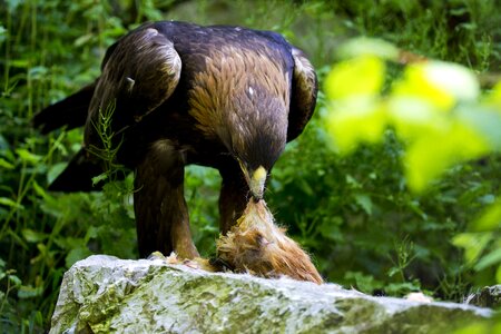 Predator prey unknown talon