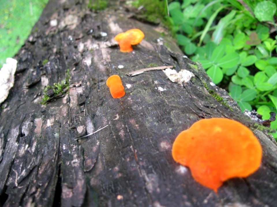 Fungi near Sabalito Costa Rica