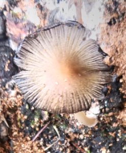 Fungus - Arlington, MA - 01