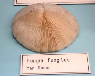 Fungia fungites - Museo Civico di Storia Naturale Giacomo Doria - Genoa, Italy - DSC03211