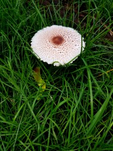 Fungus - Arlington, MA - 04