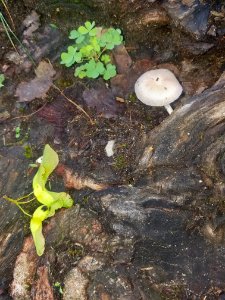 Fungus - Arlington, MA - 02
