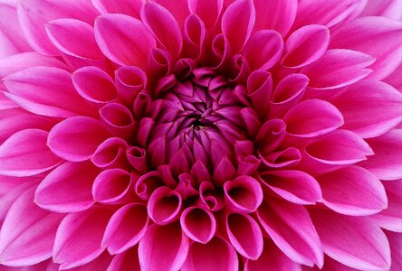 Ornamental flower dahlia garden blossom