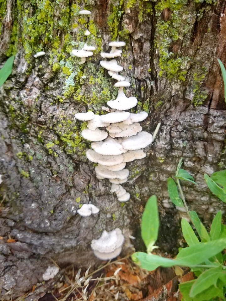 Fungi - Arlington, MA - 01