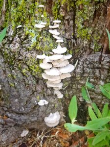 Fungi - Arlington, MA - 01