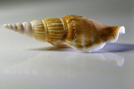 Scallop macro snail