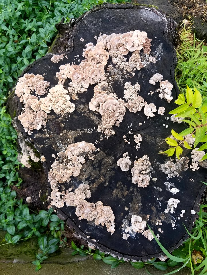 Fungi - Arlington, MA - 03