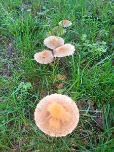 Fungi - Arlington, MA - 06
