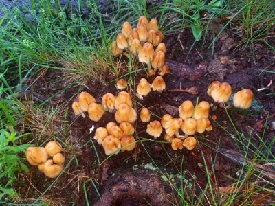 Fungi - Arlington, MA - 04