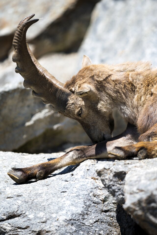 Relaxed position large antler horn fur coat