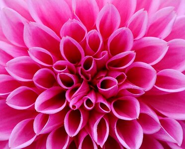 Asteraceae flower garden ornamental flower