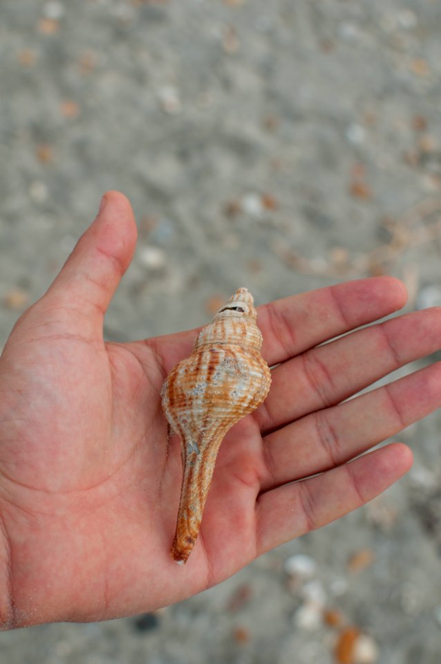 Fusinus sp in Margarita Island