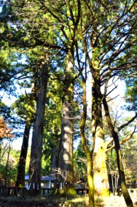 Futarasan Shrine (Nikko) Takino-o-jinja sanbon-sugi