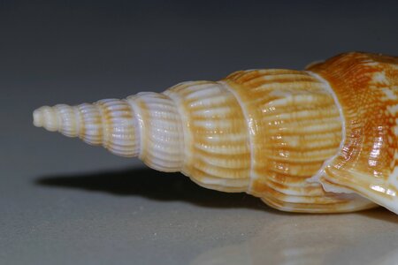 Scallop macro snail photo