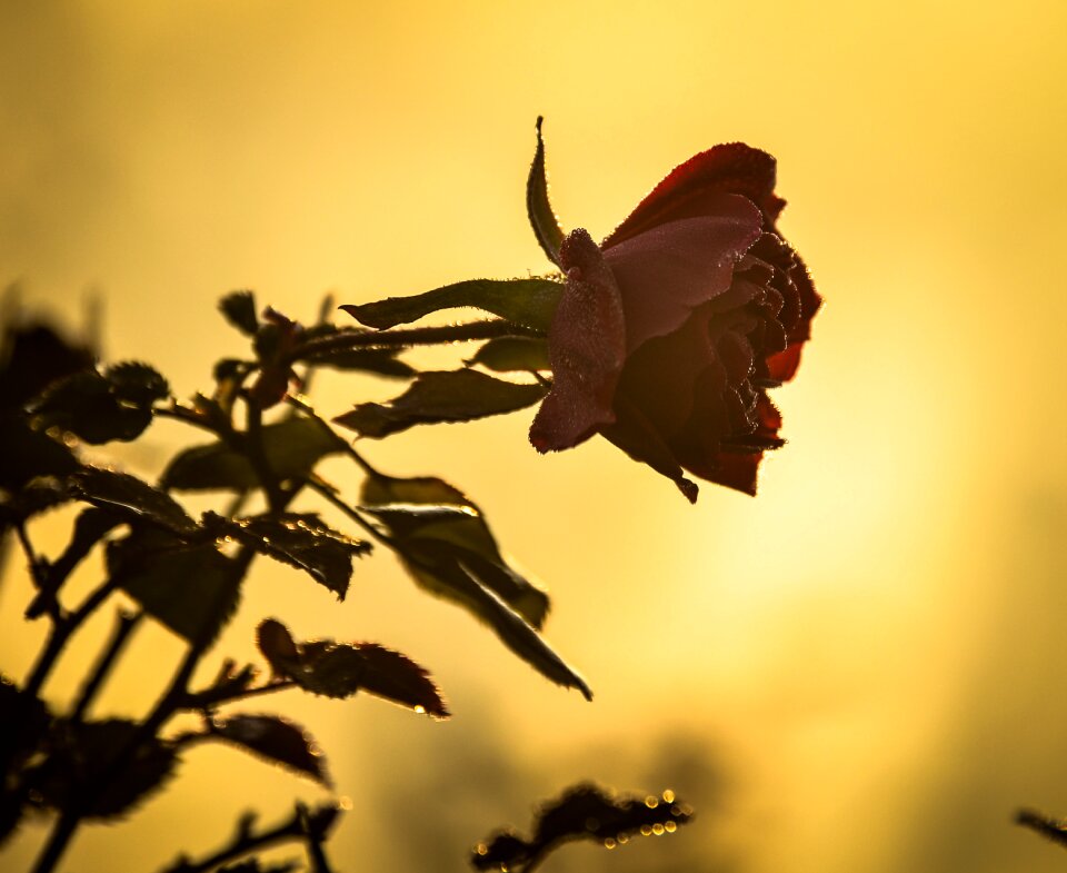 Summer blossom rose photo