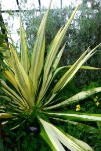 Furcraea foetida - Longwood Gardens - DSC01222