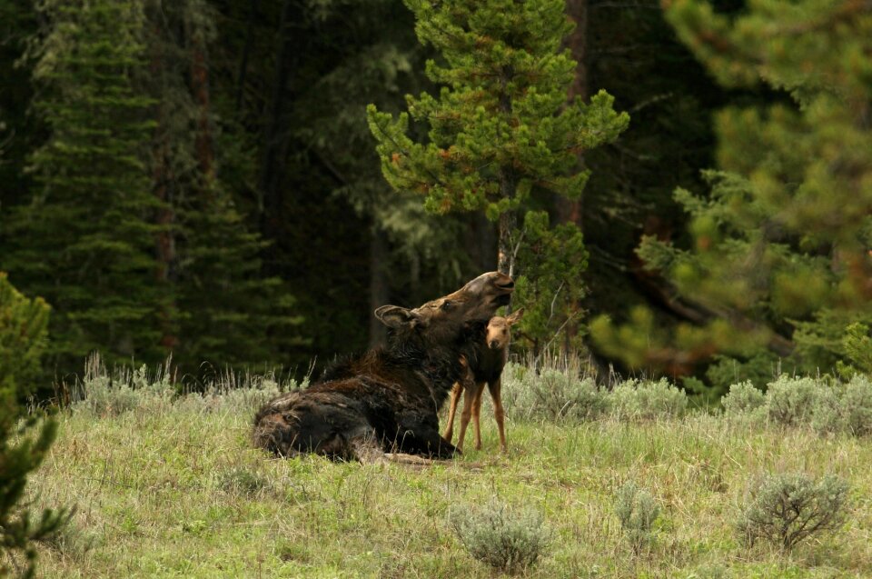Wildlife animals nature