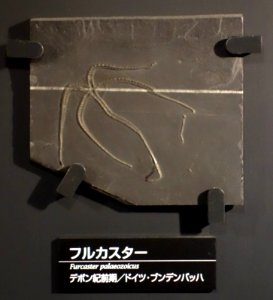 Furcaster palaeozoicus - National Museum of Nature and Science, Tokyo - DSC07713