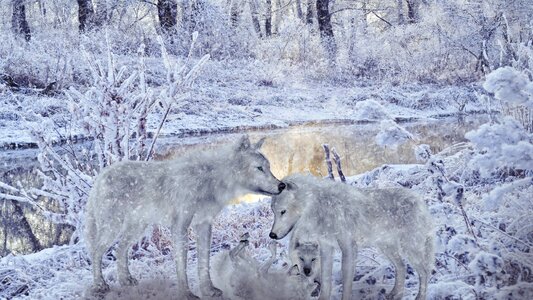 Animals nature winter scenery