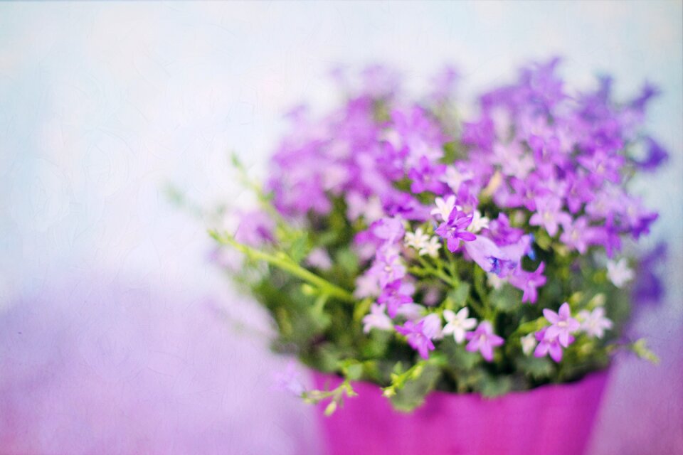 Purple nature floral