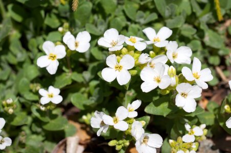 White white flowers garden