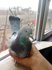 Güvercin 2 (pigeon) photo