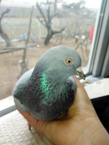 Güvercin (pigeon) photo