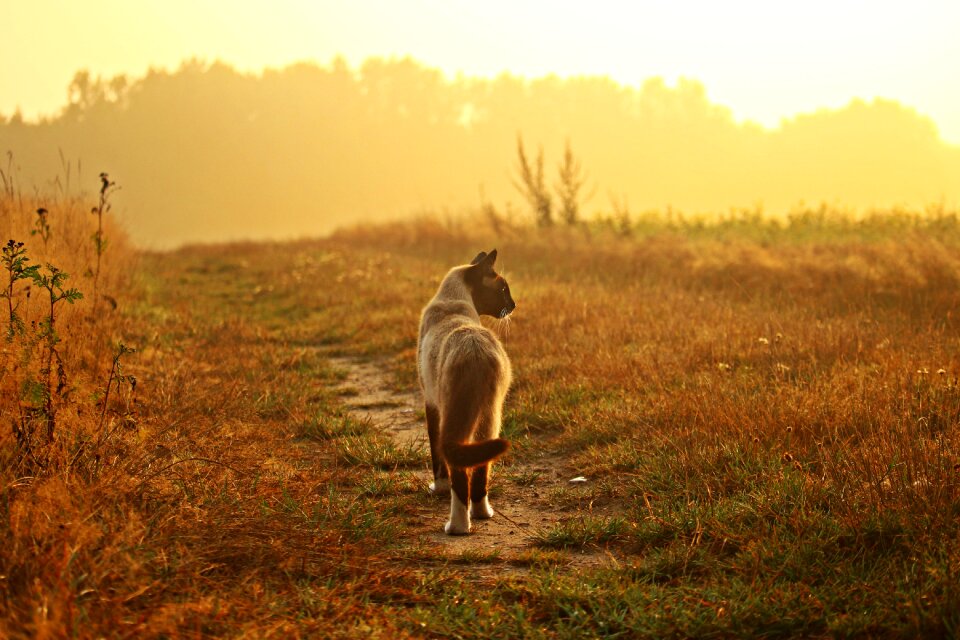 Siamese cat siam siamese