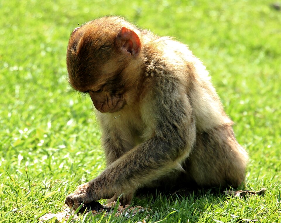Young animal animal nature
