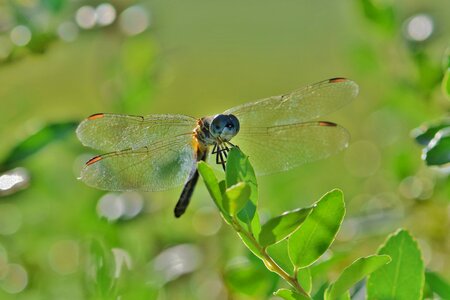 Flying insect wings close up photo