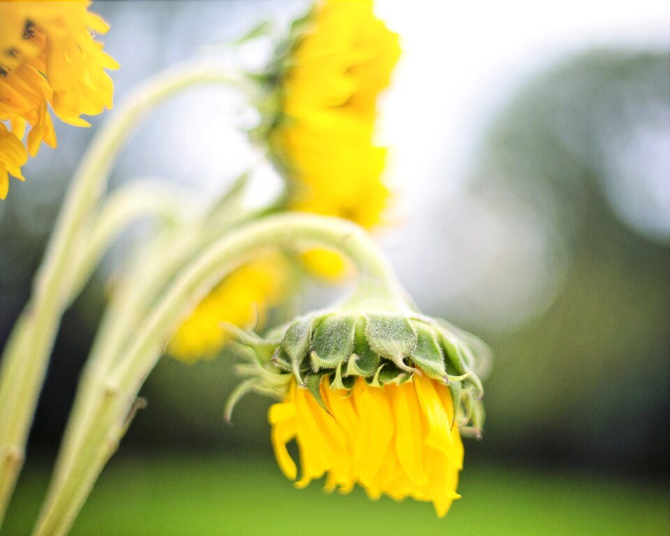 Sunlight nature flower