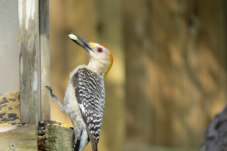 Wildlife colorful woodpecker